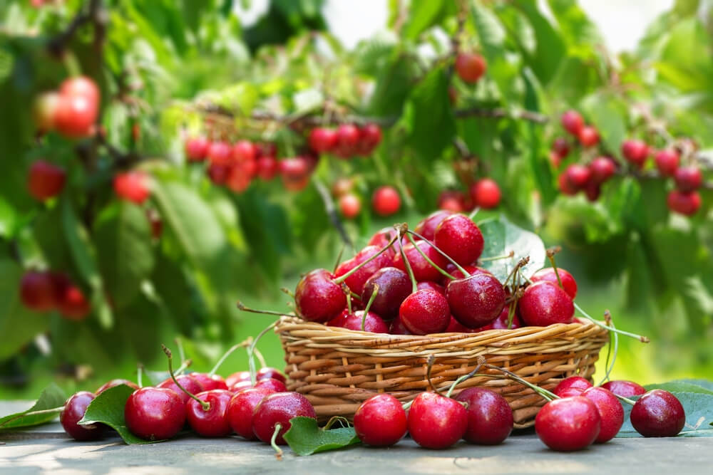 cherries