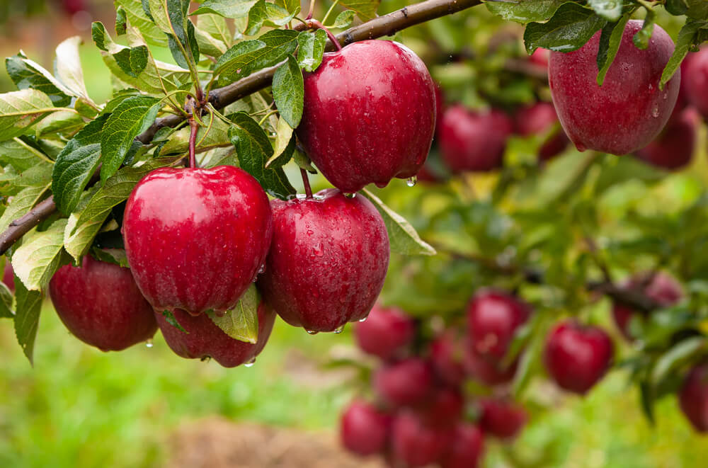 apple